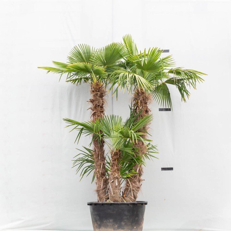 Trachycarpus Fortunei Multitrunk